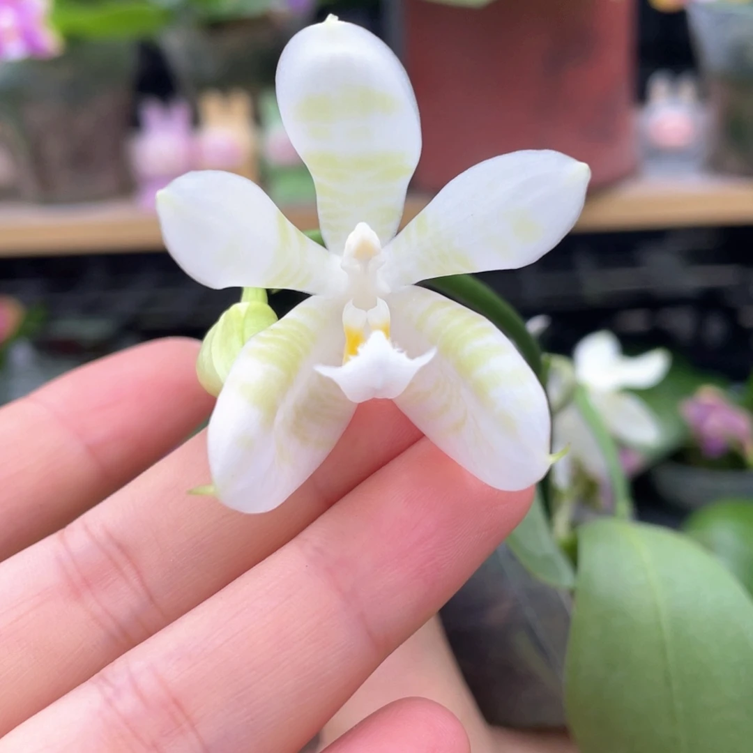 大部分开放少量花苞