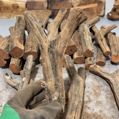 大果紫檀（缅甸花梨）长****学