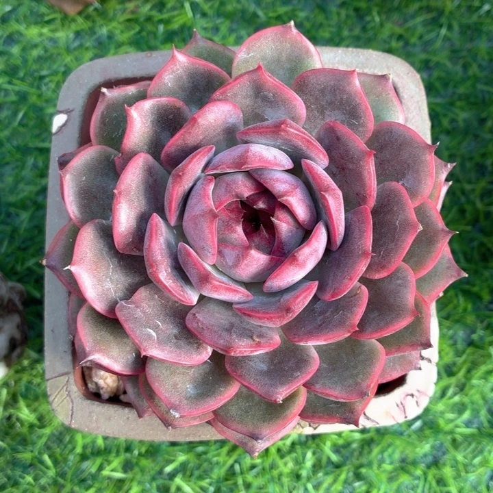 多肉植物 脏脏包-4