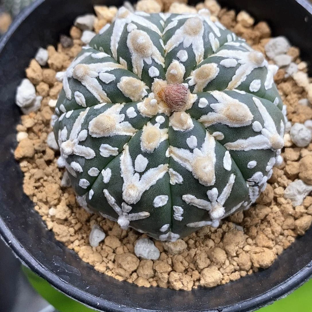 G**s实生v兜仙人球