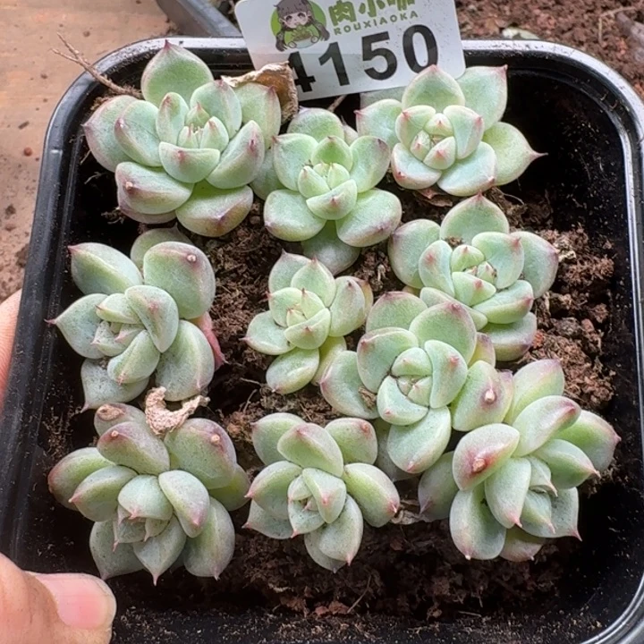 多肉植物多肉植物