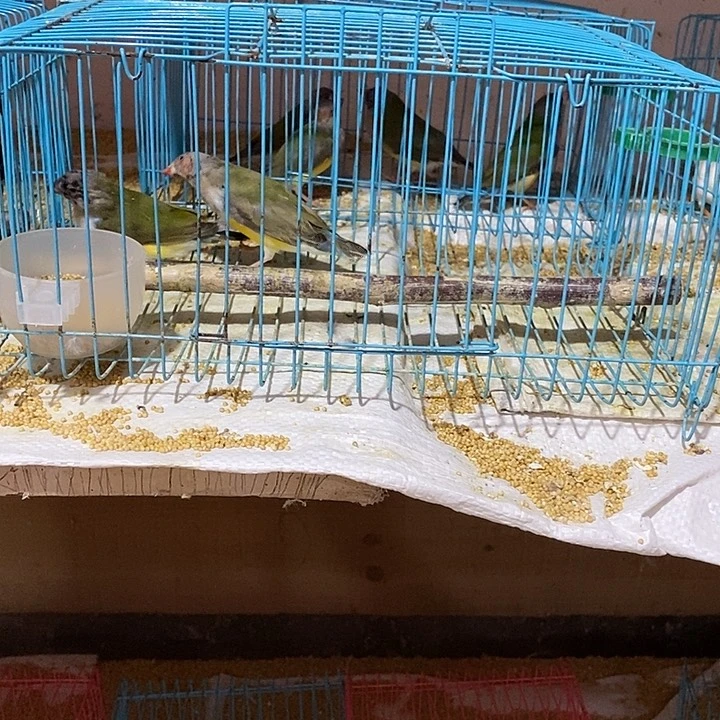 文鸟人**乐特价高彩一对，包活到家