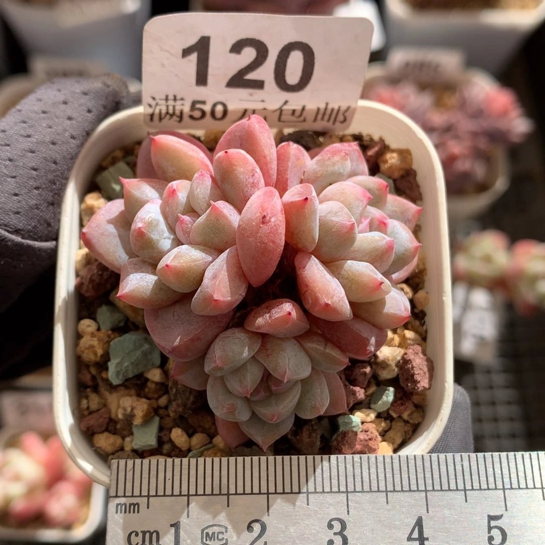 120。刚毅三头老桩。