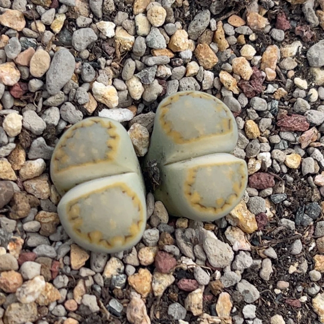 8981双头黄绿饼干一颗