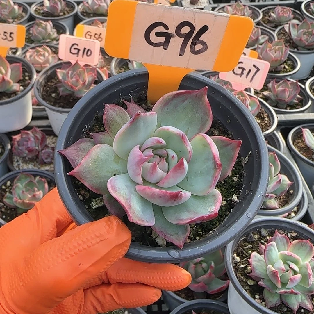 浅**然G96惊鸿单头多肉