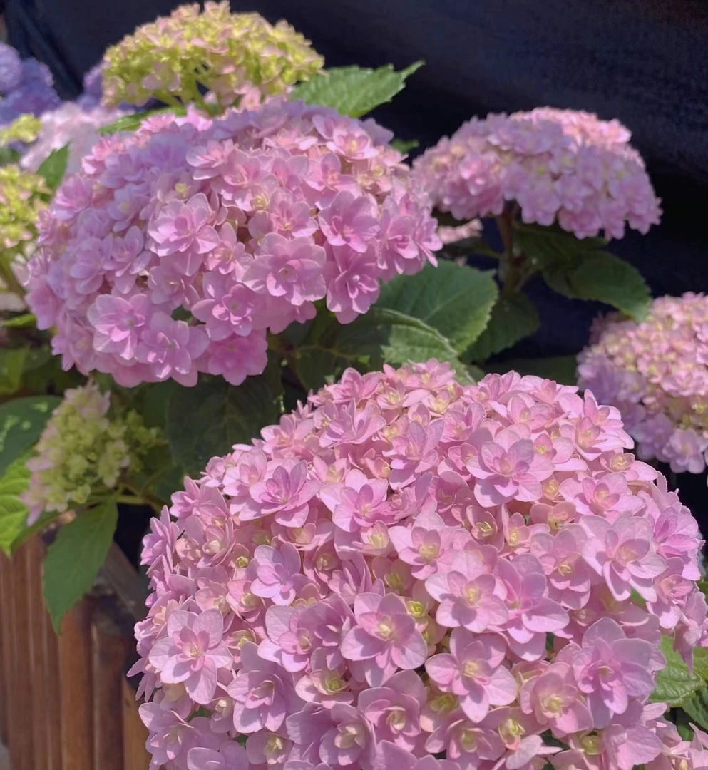 【花手鞠】云南绣球带花盆栽室内庭院养护基地直发新手好养易活