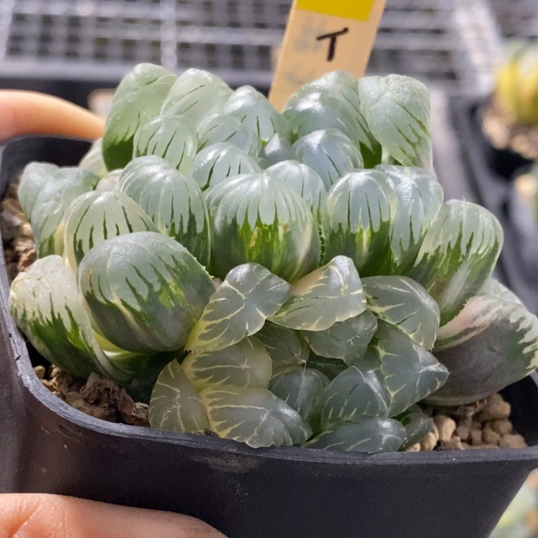98号实生玉露锦湖水