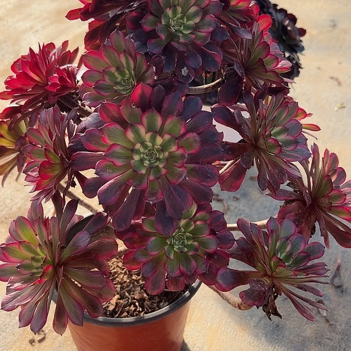 2.4-56美肌多肉植物