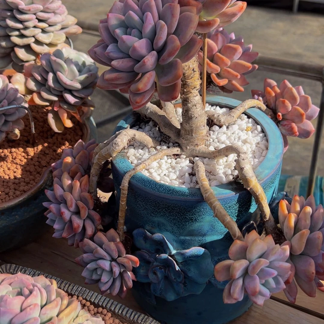 -****。奥普玲娜一颗寄养