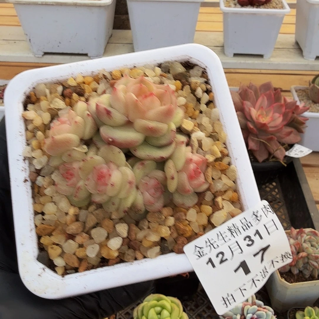 1231-17明珠群生a