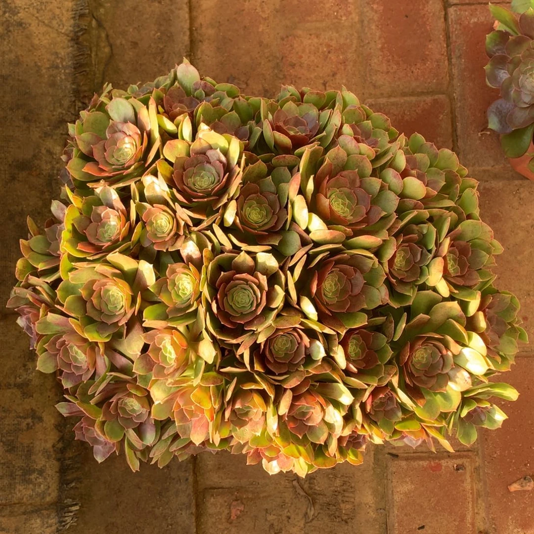 红心朵朵万，多肉植物