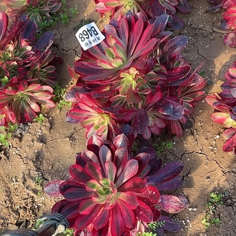 468美杜莎不包断枝