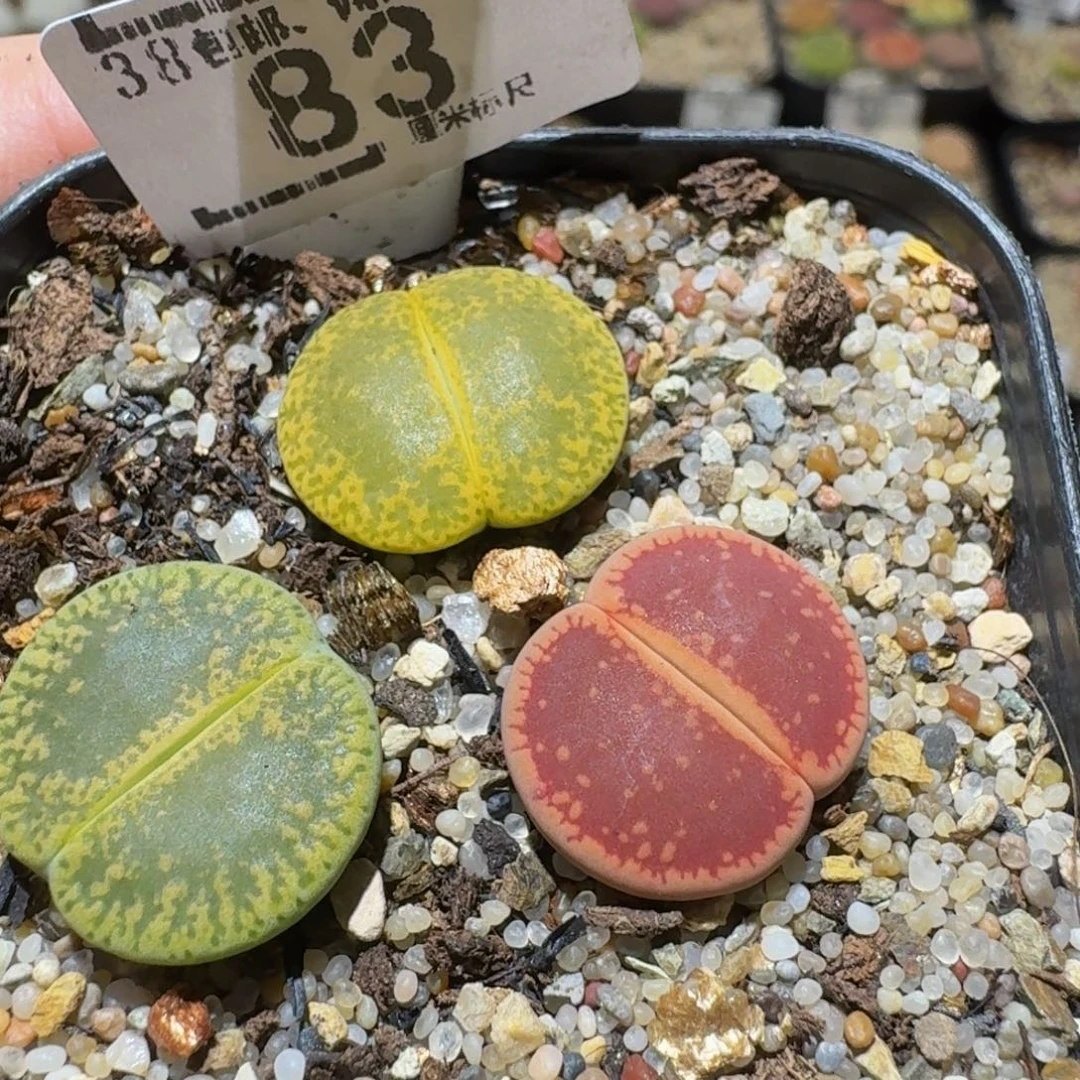 Sssss精品生石花83