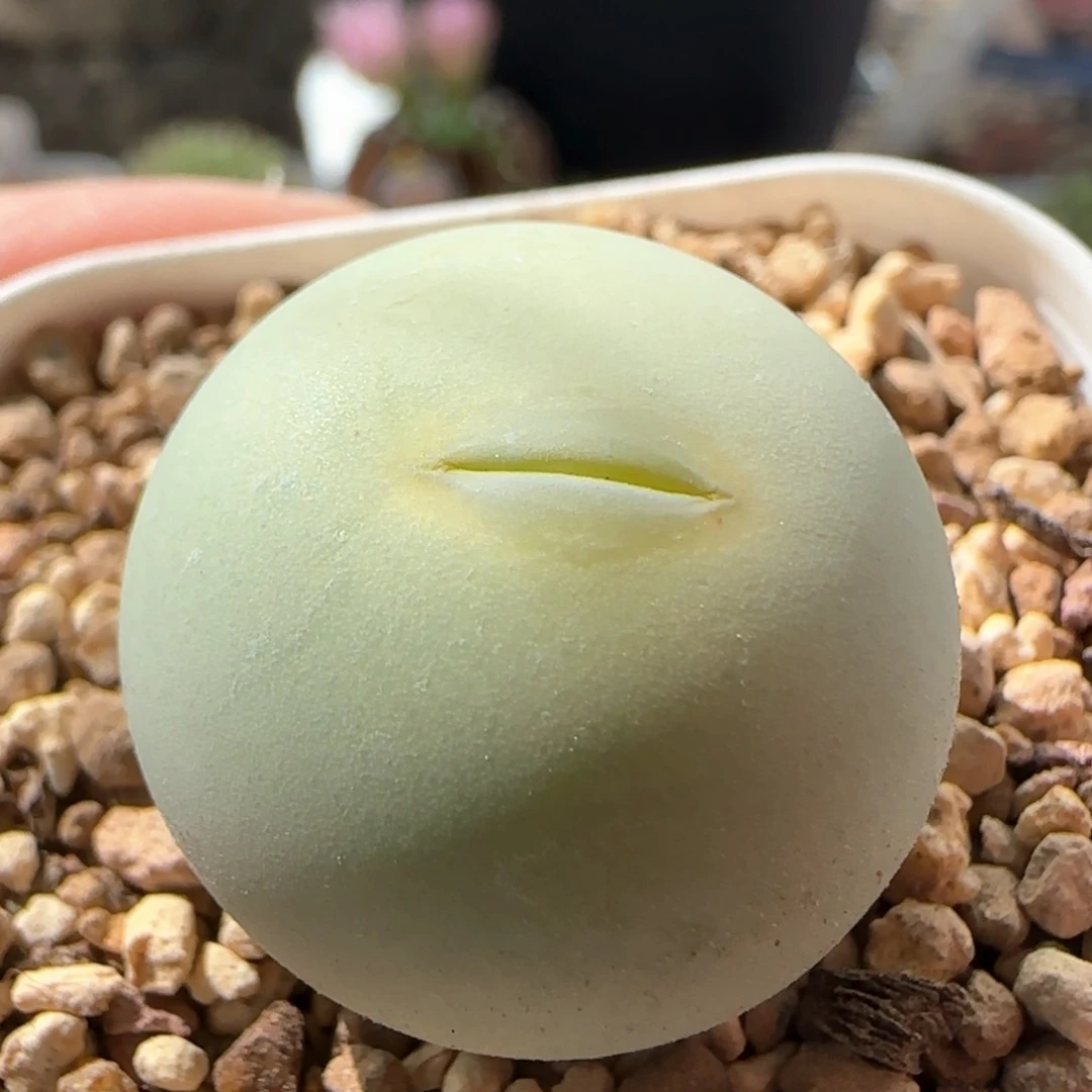 4423大白多肉植物园