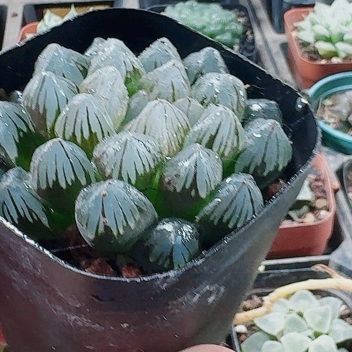 无花朵十二卷。龙爪。附近