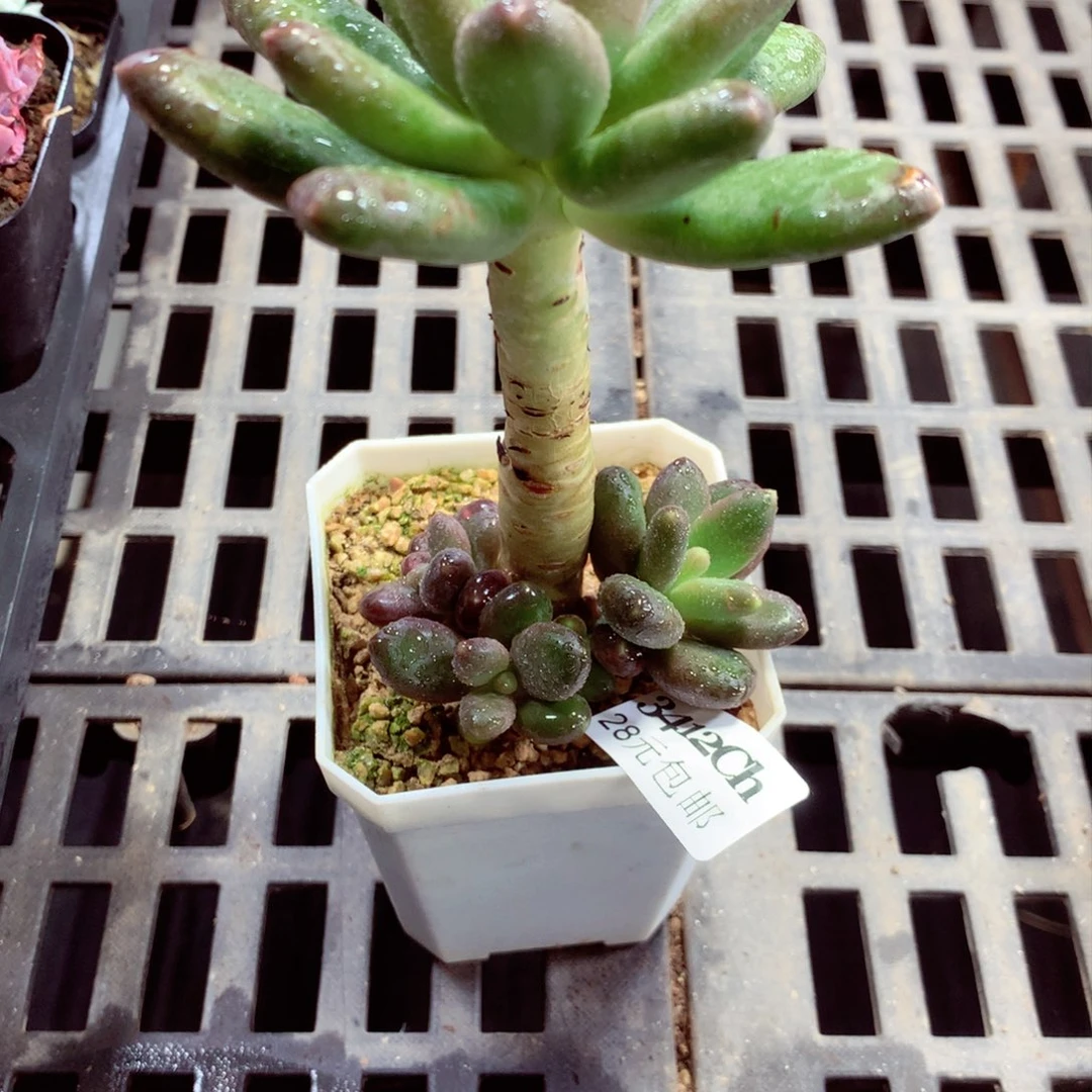 5厘米盆精控多肉3412