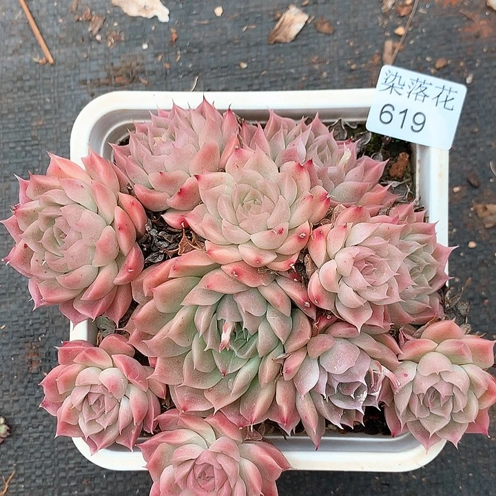 精品多肉植物619冠幅13