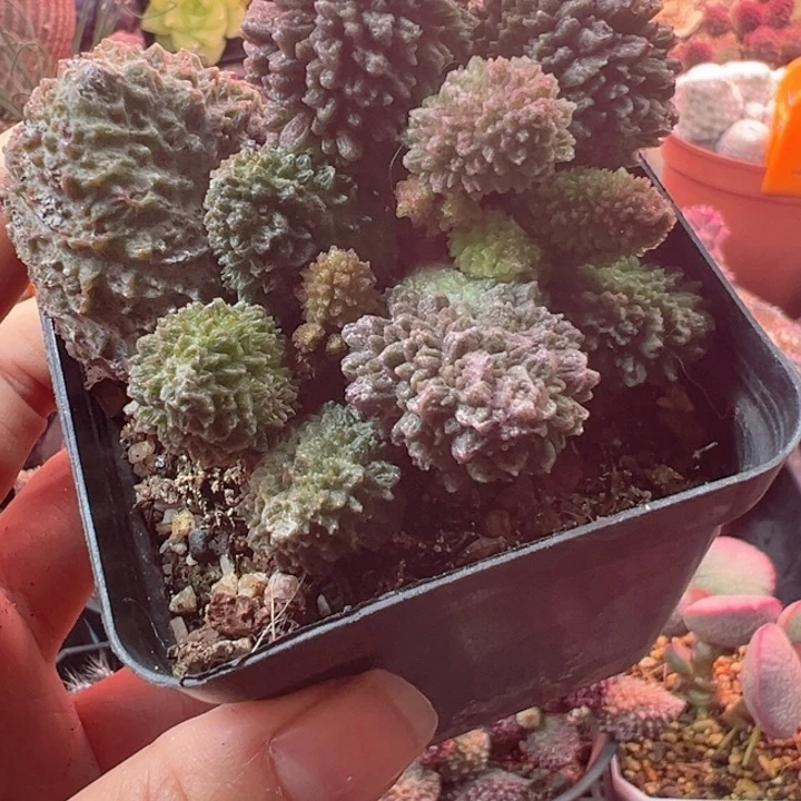 懒*孩可以吗你说你不知道吗