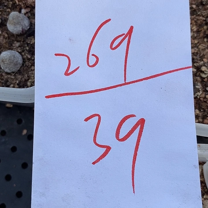 269一组大眼睛磁铁。