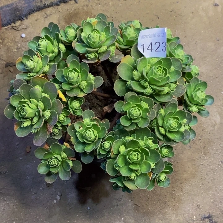 树玫瑰多肉断头不包1423