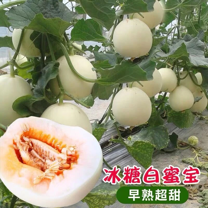 早熟白沙蜜甜瓜种籽香瓜种子春夏秋冬四季阳台盆栽