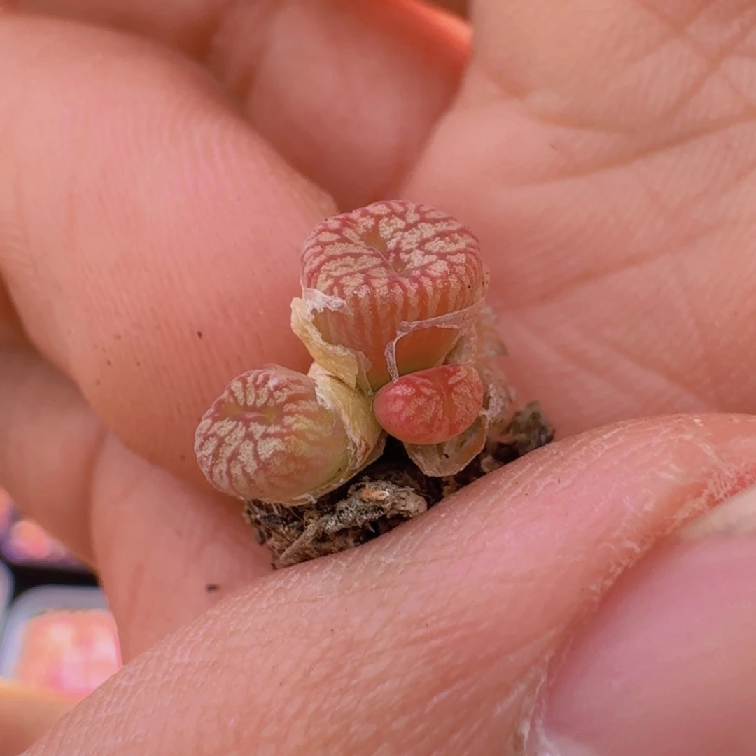 云缦精品番杏7.23