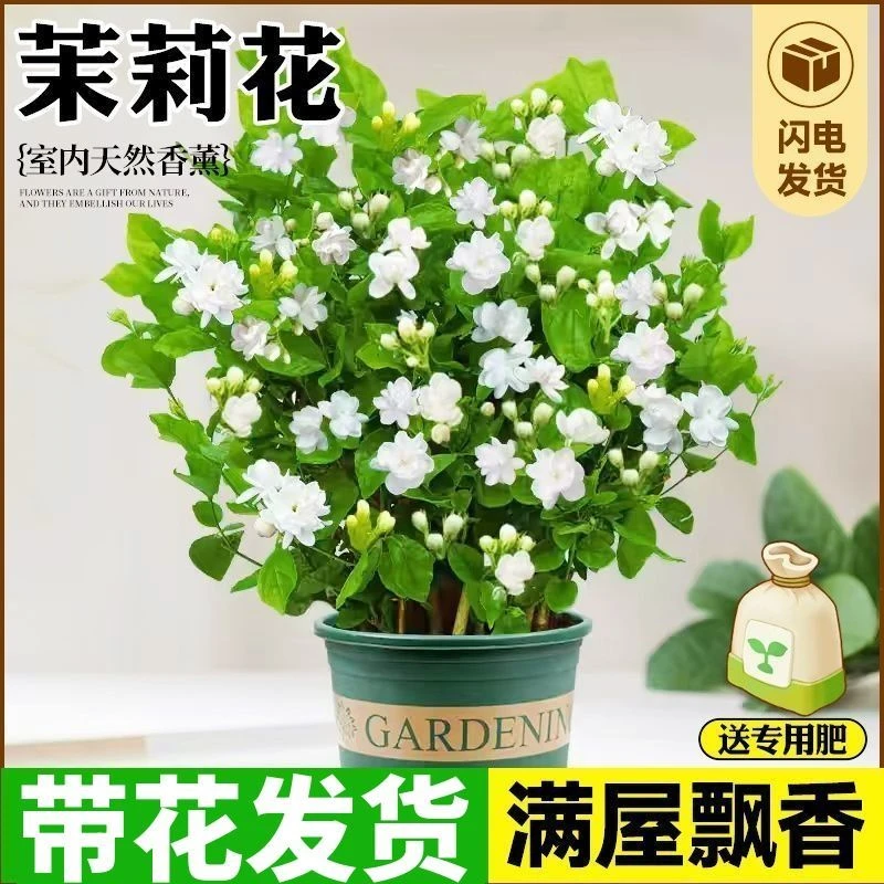 四季开花重瓣浓香茉莉花盆栽带花苞可净化空气适合阳台庭院姐妹