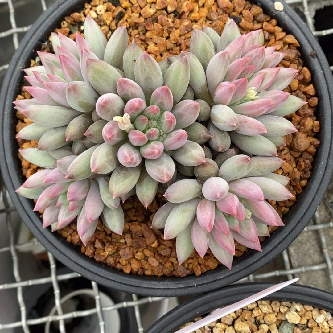 流沙虞6头一物一拍