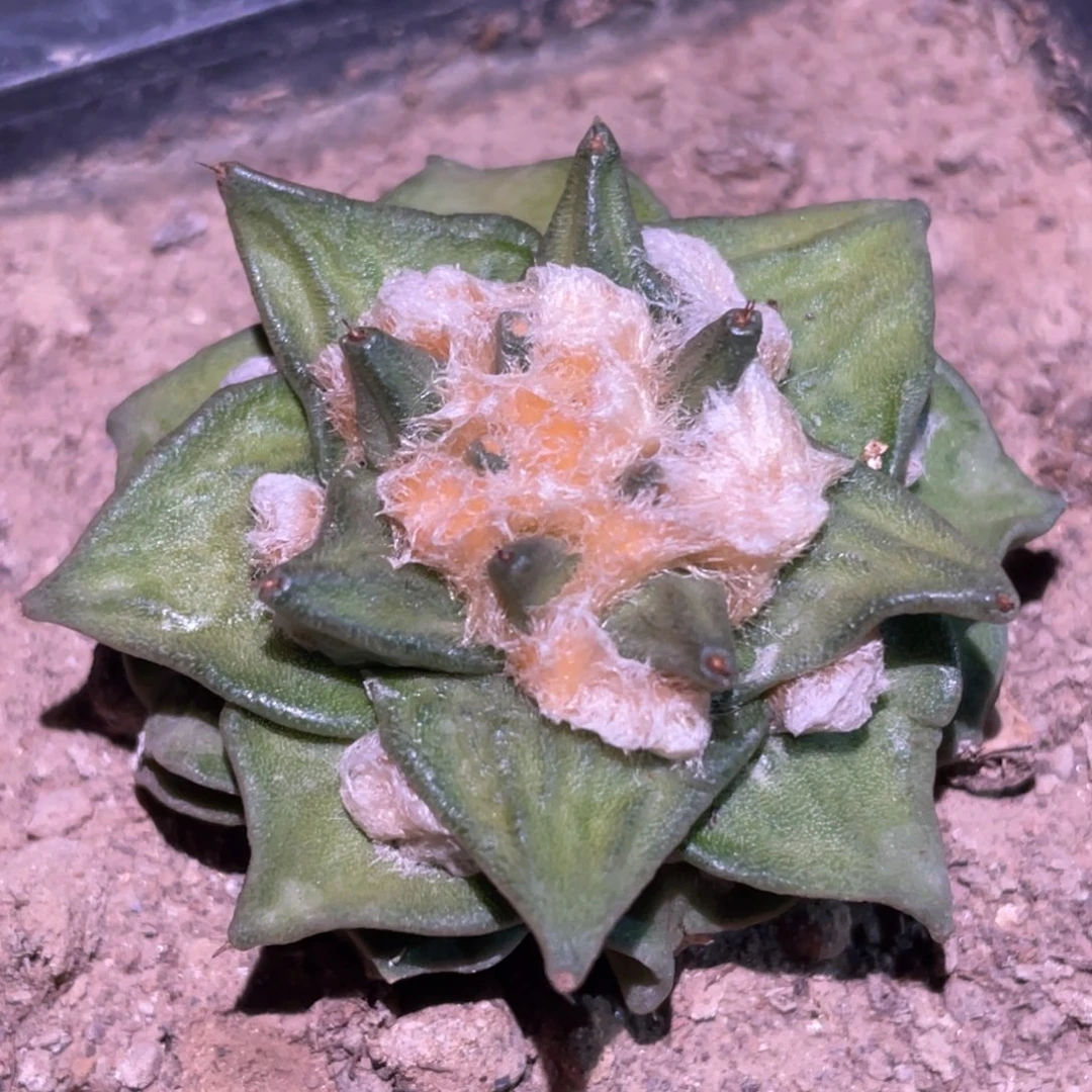 无花朵自根黄体锦 金毛岩牡丹