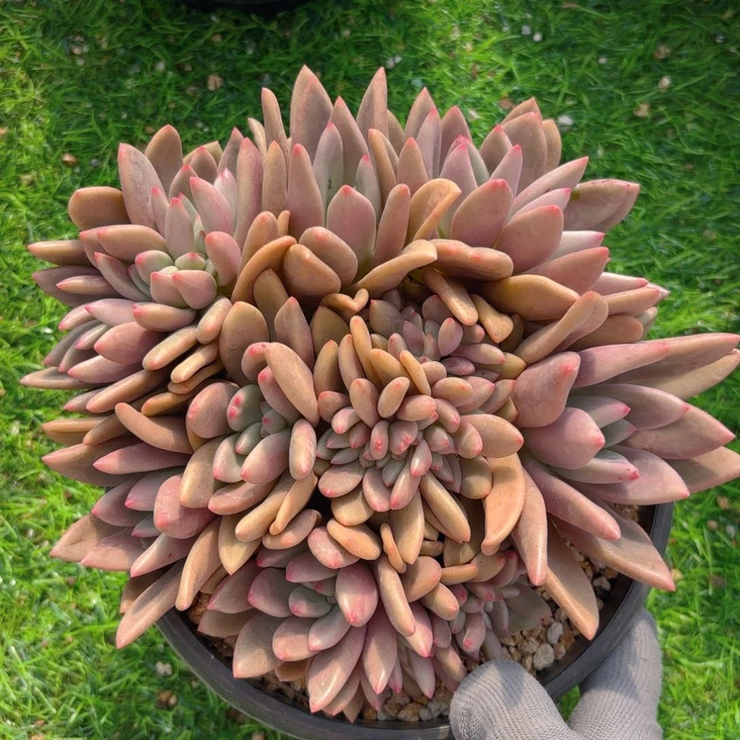 桃花源多多缀8888888888888