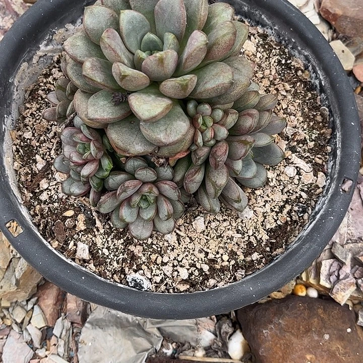 .***驴葡萄手捧花，一物一拍