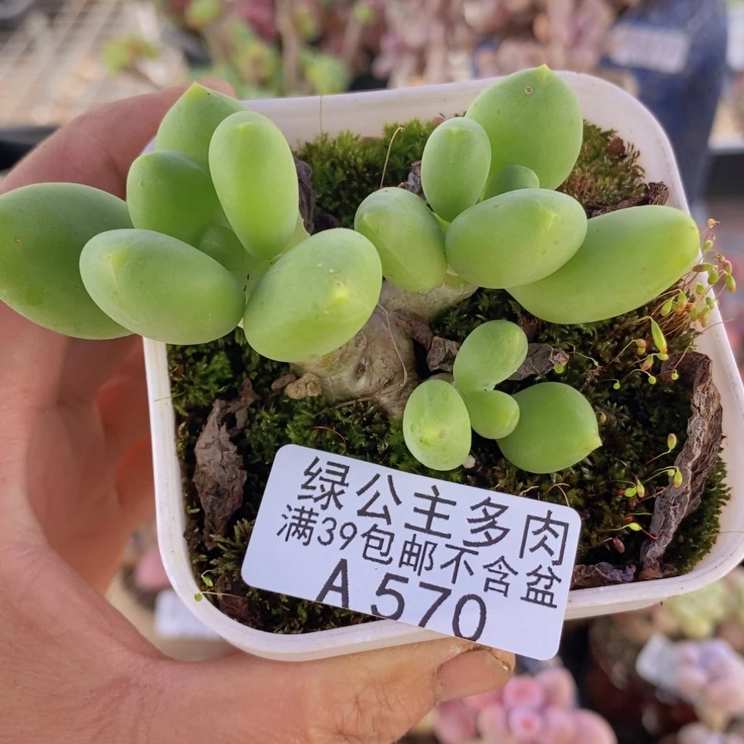 芒果奶7cm570多肉植物