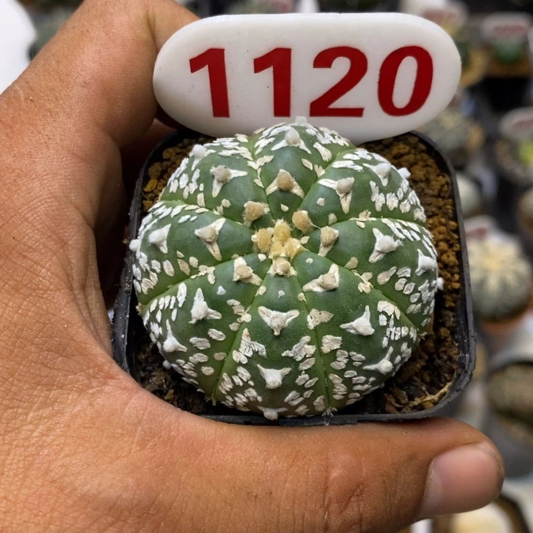 1120福利特价来了啊