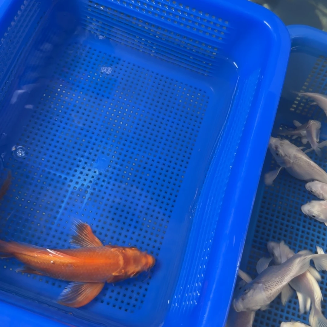 海水鱼一条红普身随机15 至17
