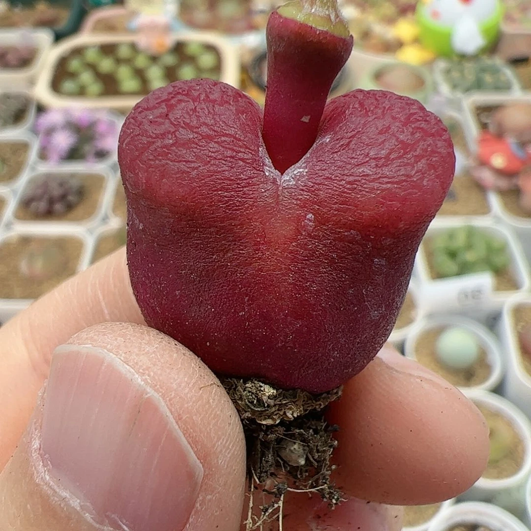 【闪购商品】52 红毛