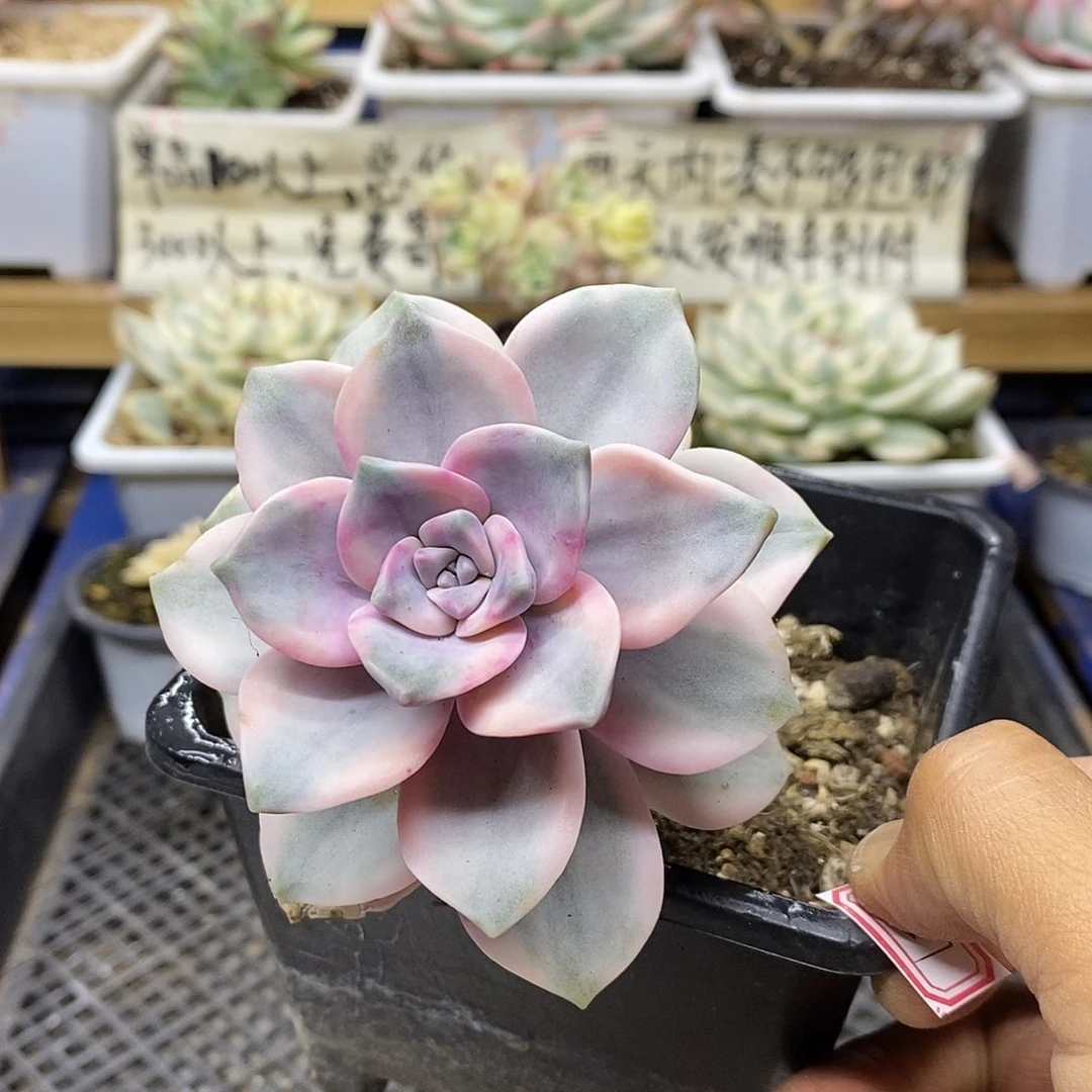 2287 紫乐锦有杆子