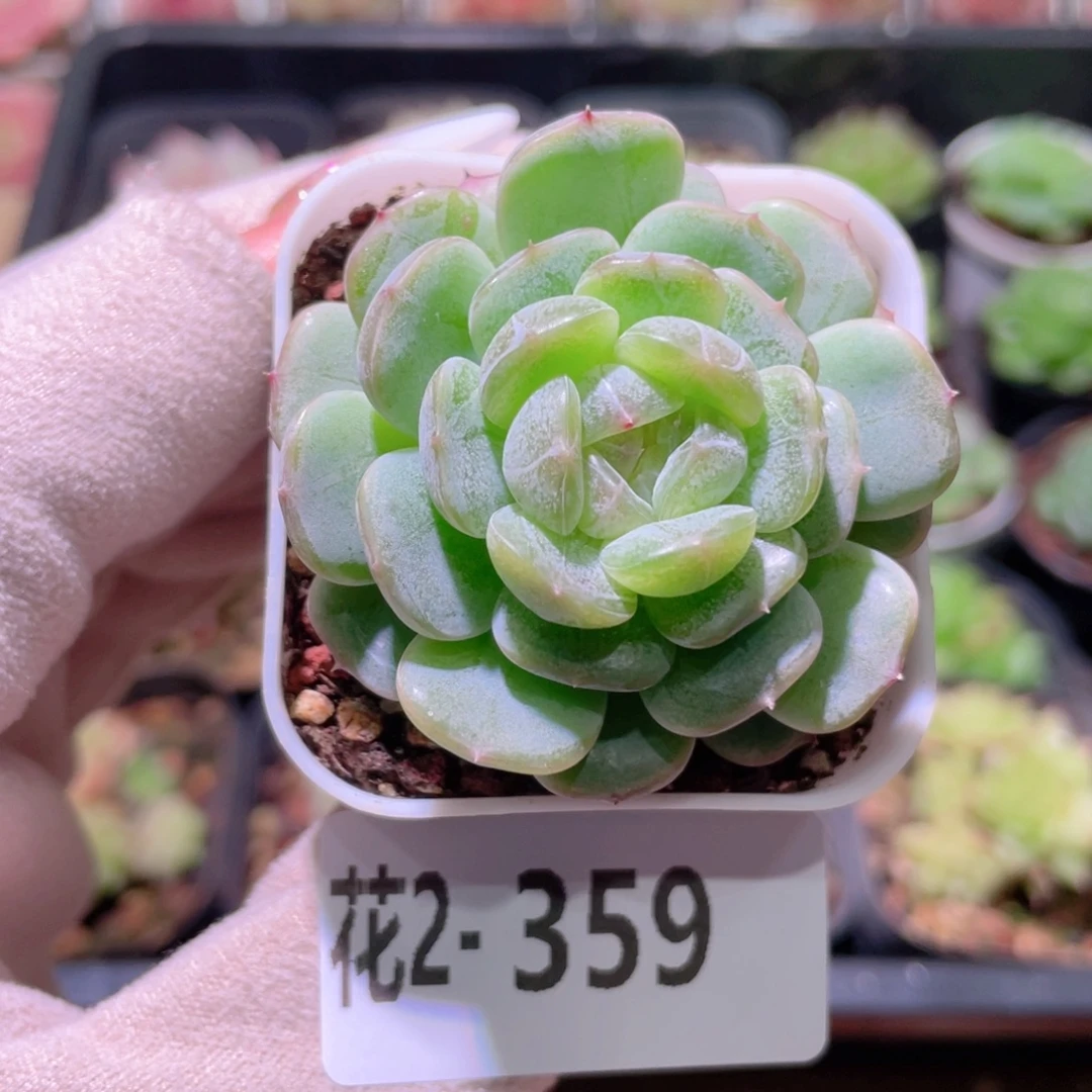 花利美2-359白色恋人