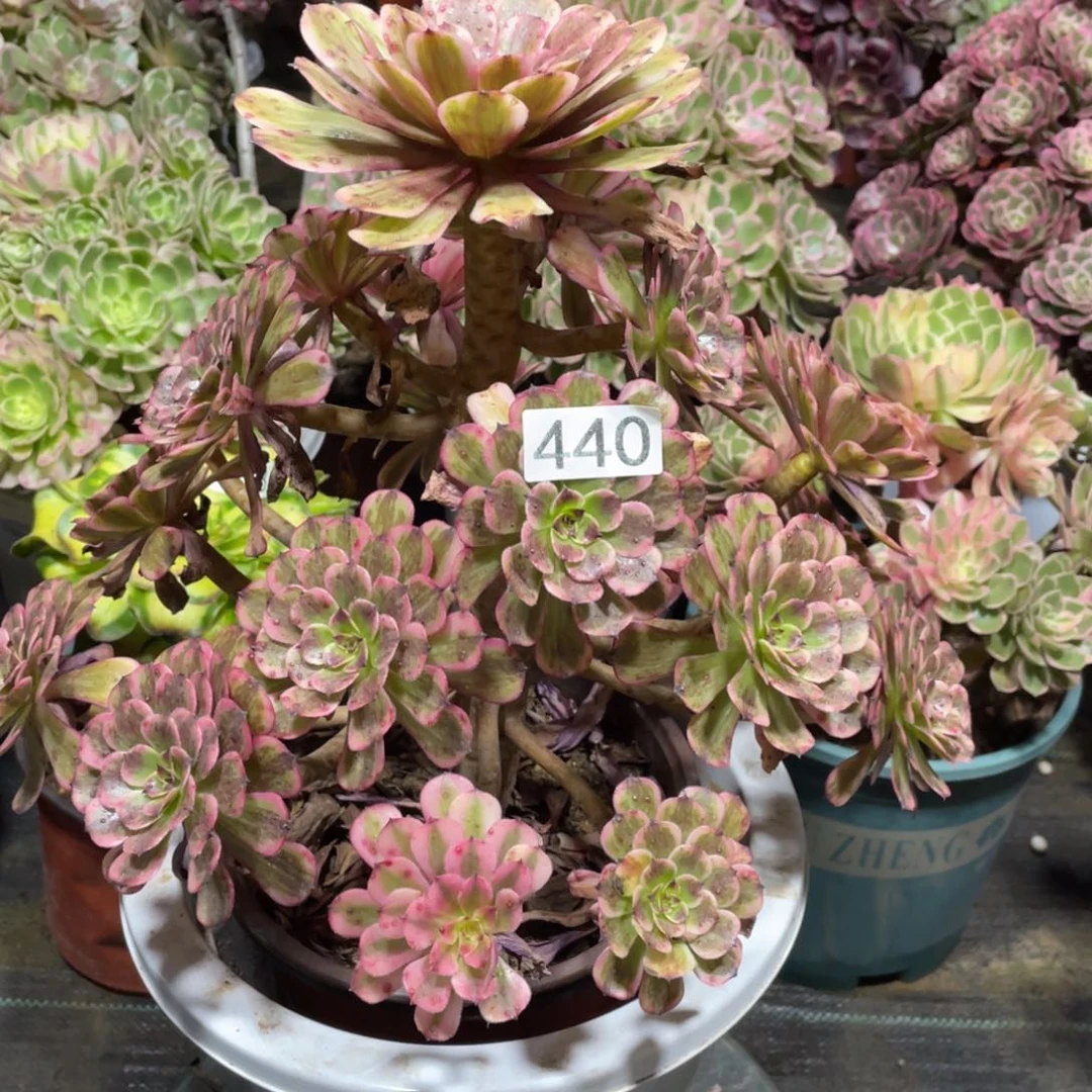 白月光多肉植物法师