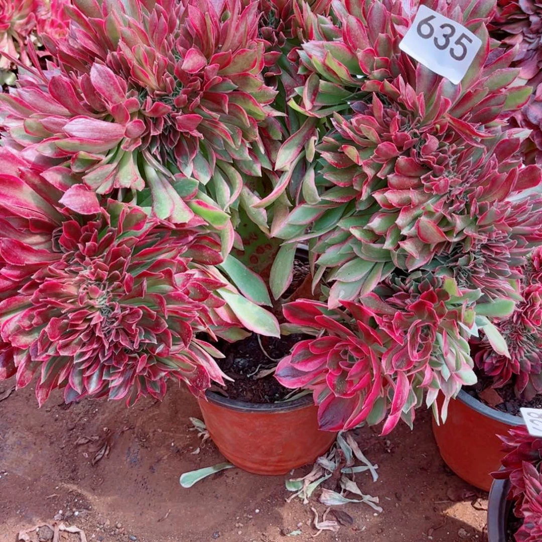 多肉植物635女神