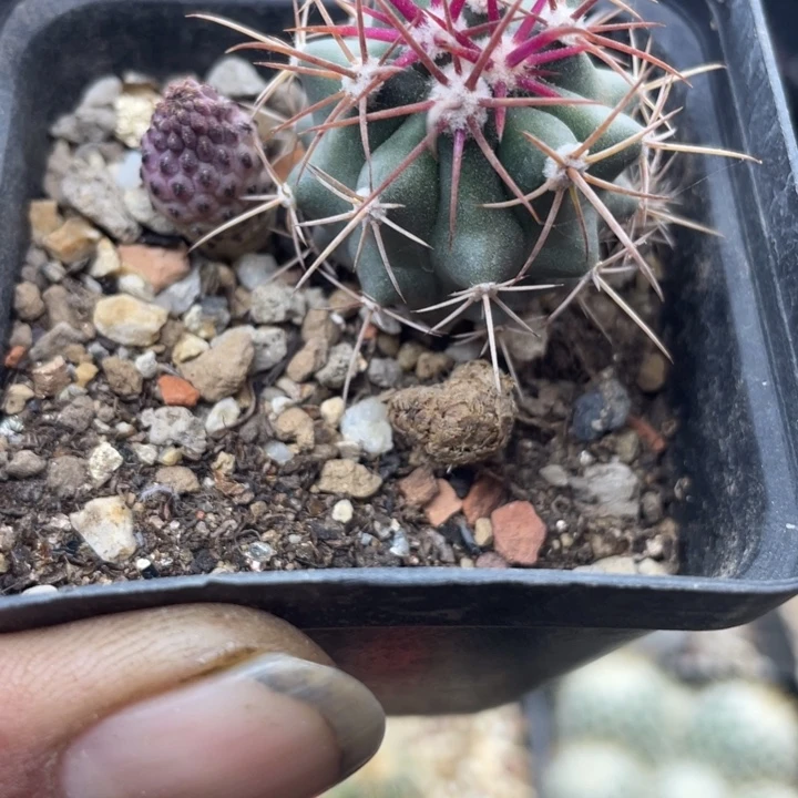 实生菲冠龙带盆发货