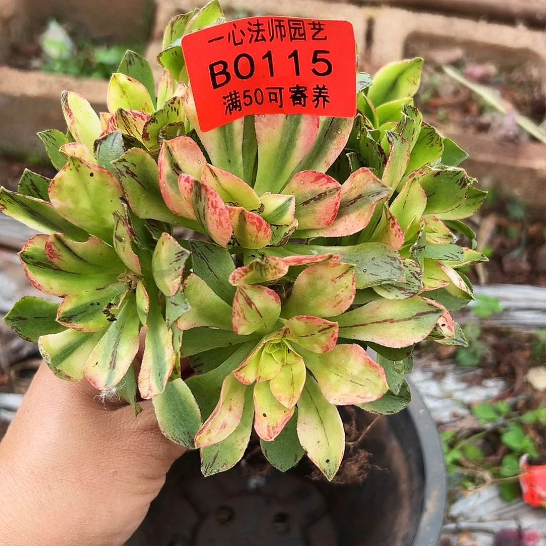 0115多肉植物荷花