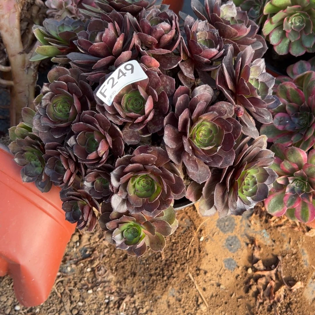 249桃花石多肉植物法师多肉