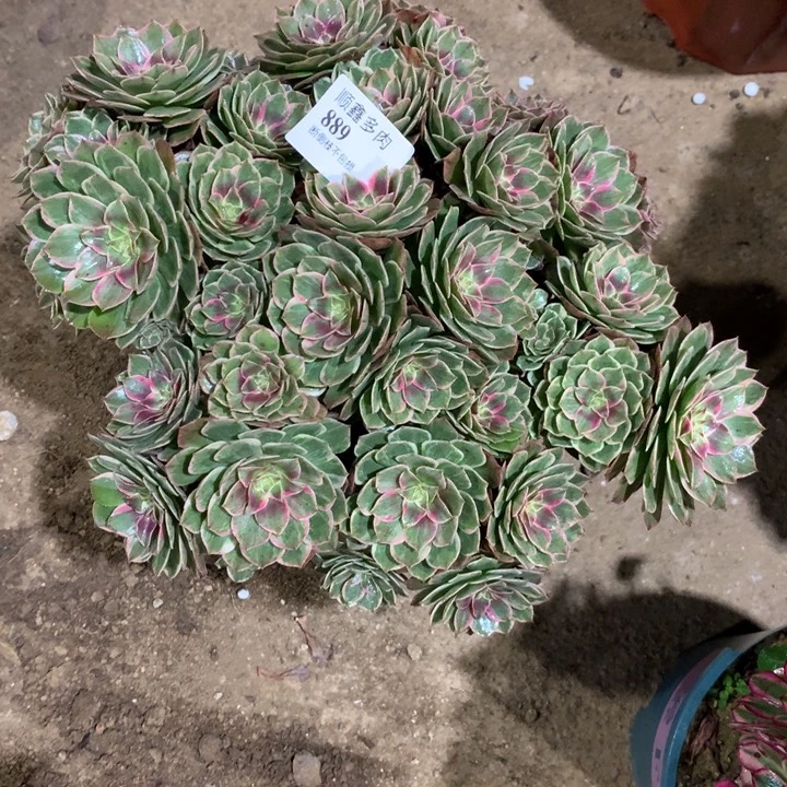 889莲花座多肉植物