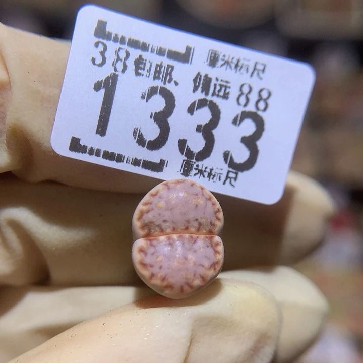 小*乖Sss精品生石花1333