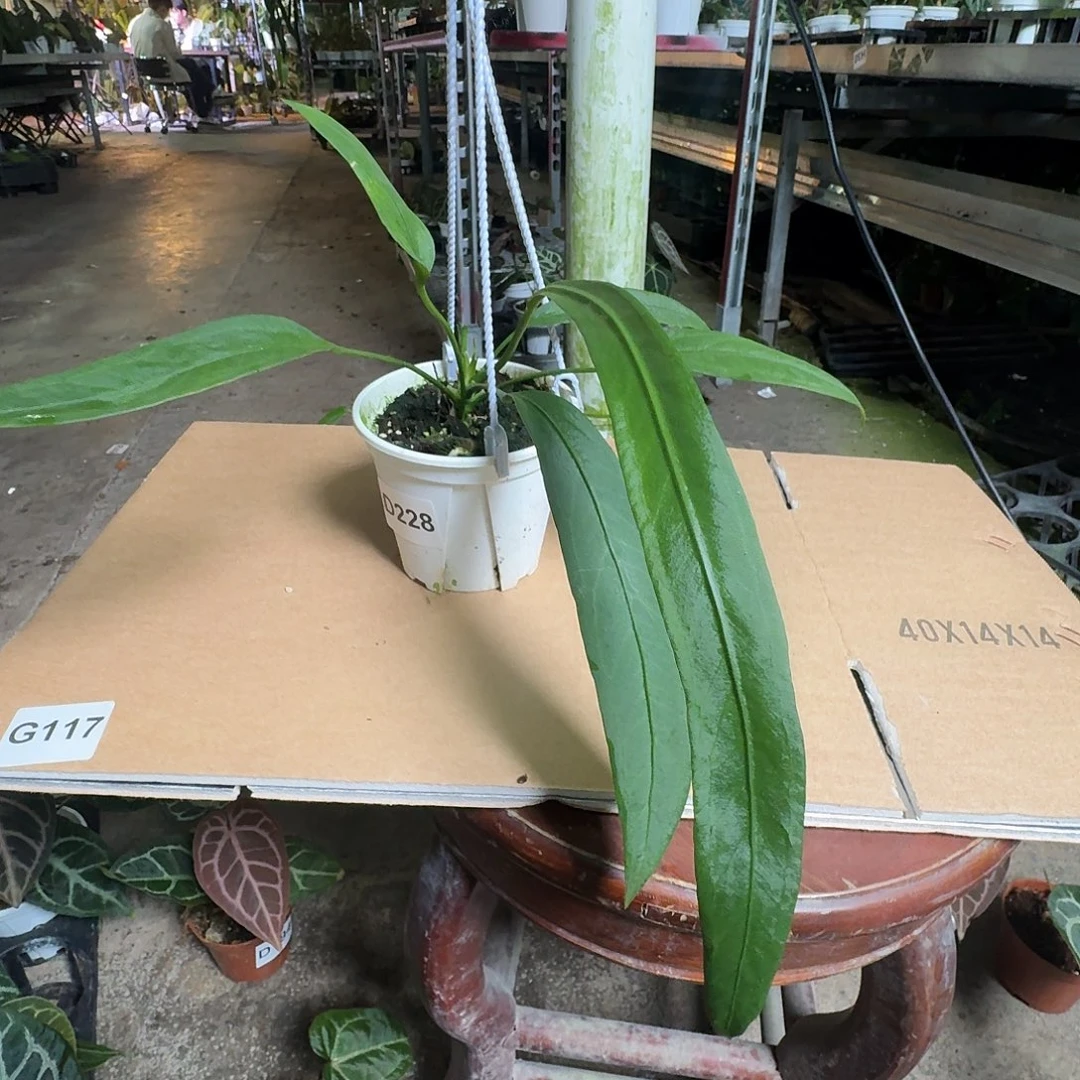 完全开放D237维塔领带