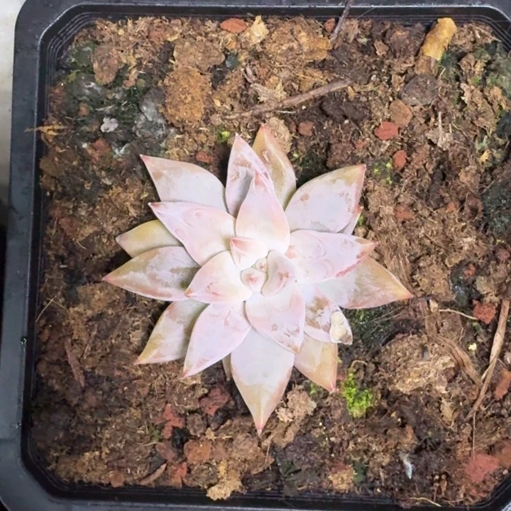 杜里万 优选 一物一拍