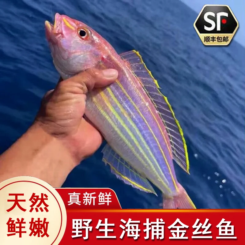 【顺丰冷链】海捕野生新鲜金丝鱼鲜活捕捞海鲜