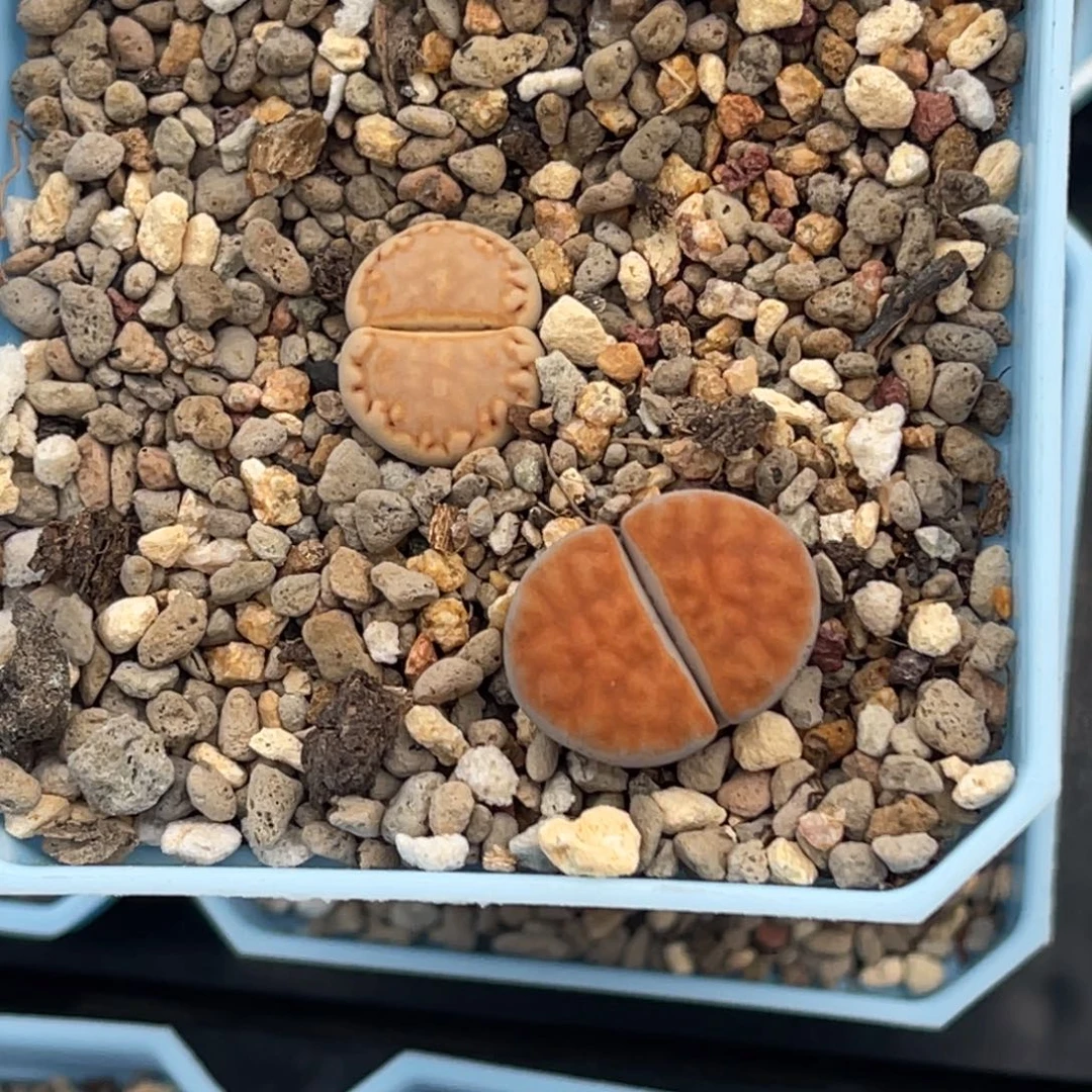 、****2789饼干1秉承1上68