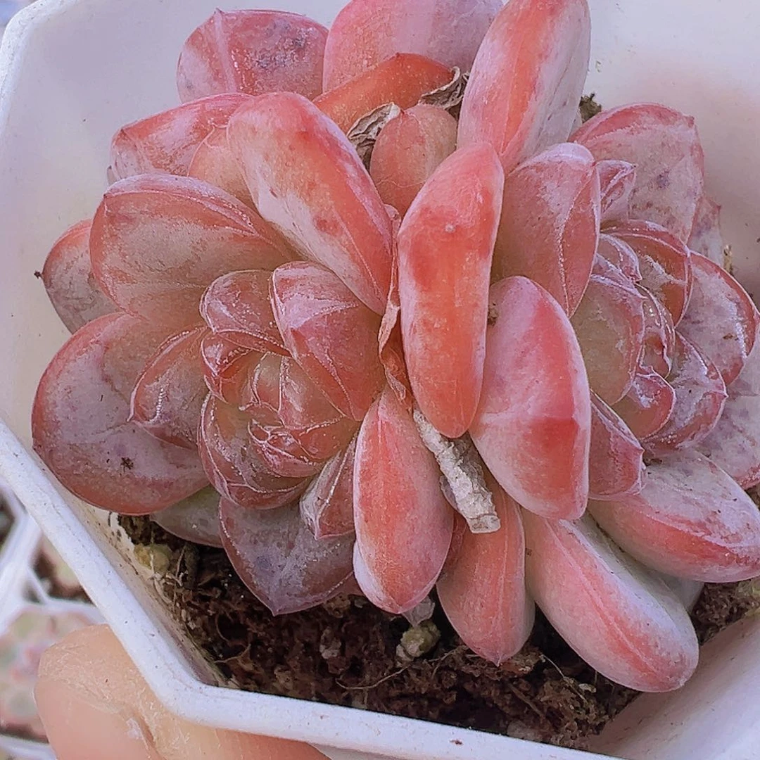粉星星珍妮群19包邮多肉