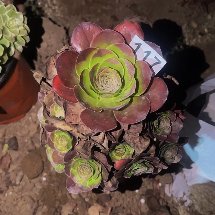 117魅金多肉植物不售后
